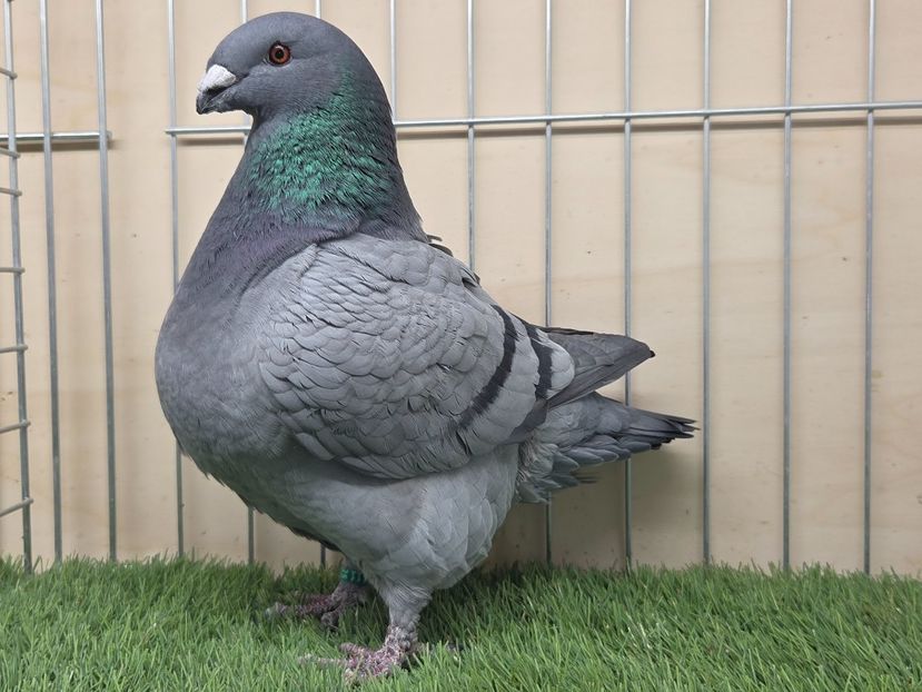 FEMELĂ 2025 - 27223 - MATCA FEMELE AGH 2026