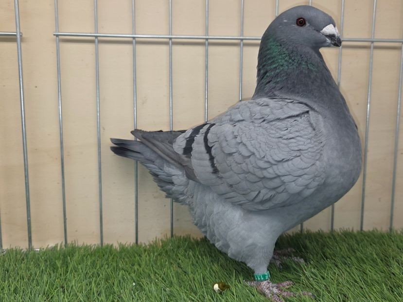 FEMELĂ 2025 - 111 - din PERECHEA 1 - AM SI VIDEO - AGH DE VANZARE