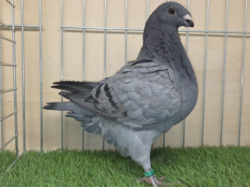 FEMELĂ 2025 - 131 - din PERECHEA 1 SCHIMBATĂ - AGH DE VANZARE