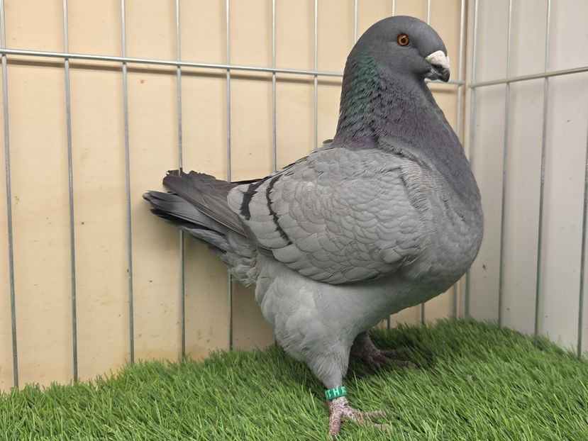 FEMELA RO 2025 - 27209 - MATCA FEMELE AGH 2026