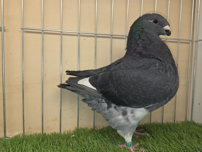 MASCUL 2025 -133 - REZERVAT A.S. - AGH REZERVAȚI