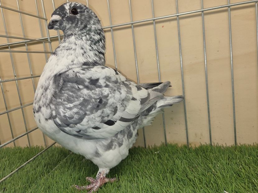 FEMELĂ 2025 - 27236 - REZERVAT A.S. - AGH REZERVAȚI