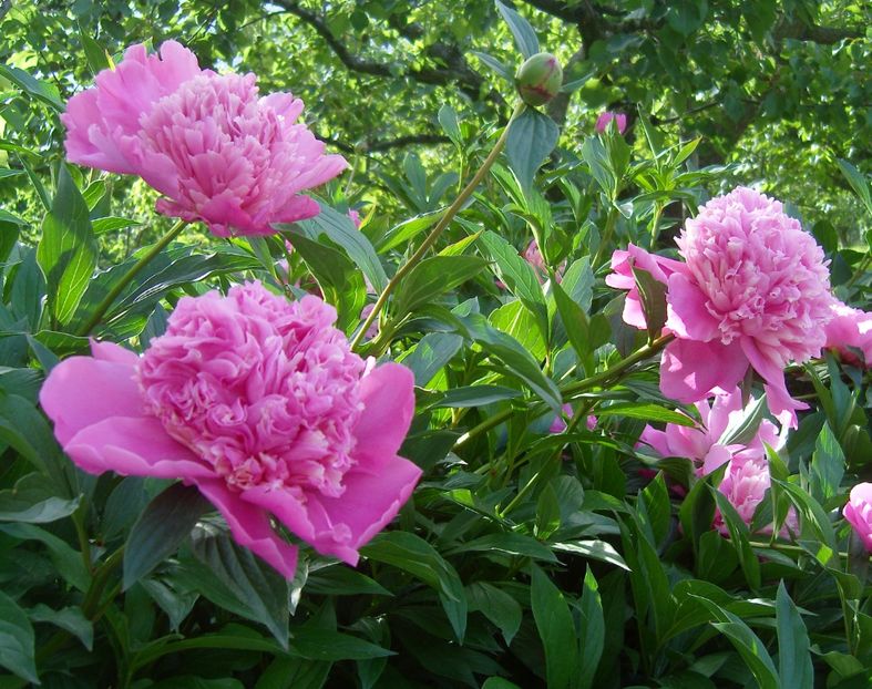 24 mai 2009 140 - FLORA