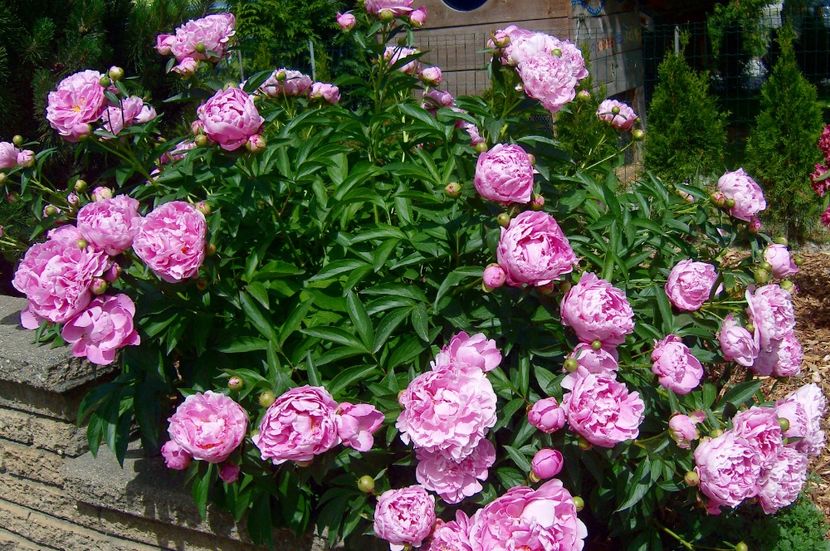 24 mai 2009 363 - FLORA