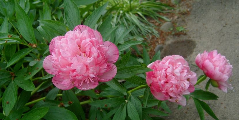 De toate 087 - FLORA