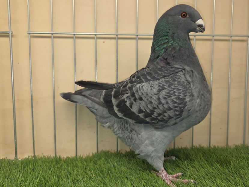 FEMELĂ 2024 - 7439 - REZERVATA R.S. - AGH REZERVAȚI