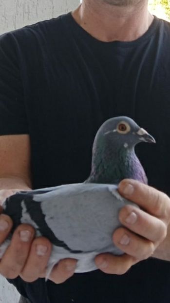 Locul 2 pe lansare 535 km - Porumbei