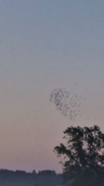 Start Fond 535 km - Porumbei