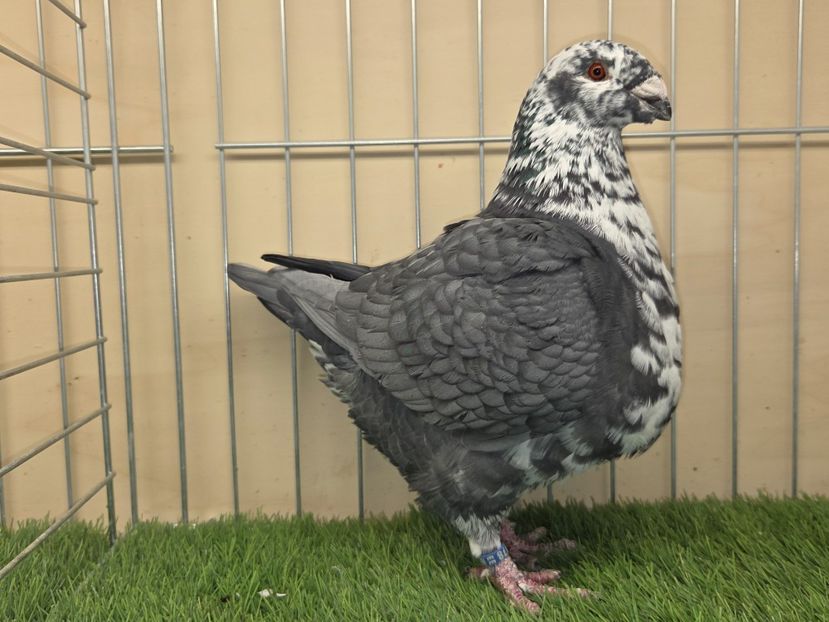 FEMELĂ 2024 - 16478 - MATCA FEMELE AGH 2026