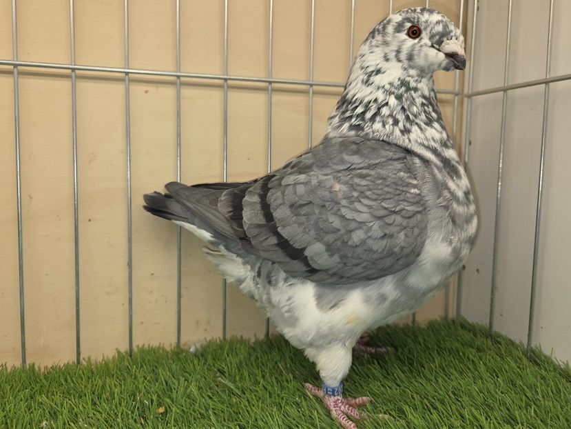 FEMELĂ 2024 - 5102 - MATCA FEMELE AGH 2026