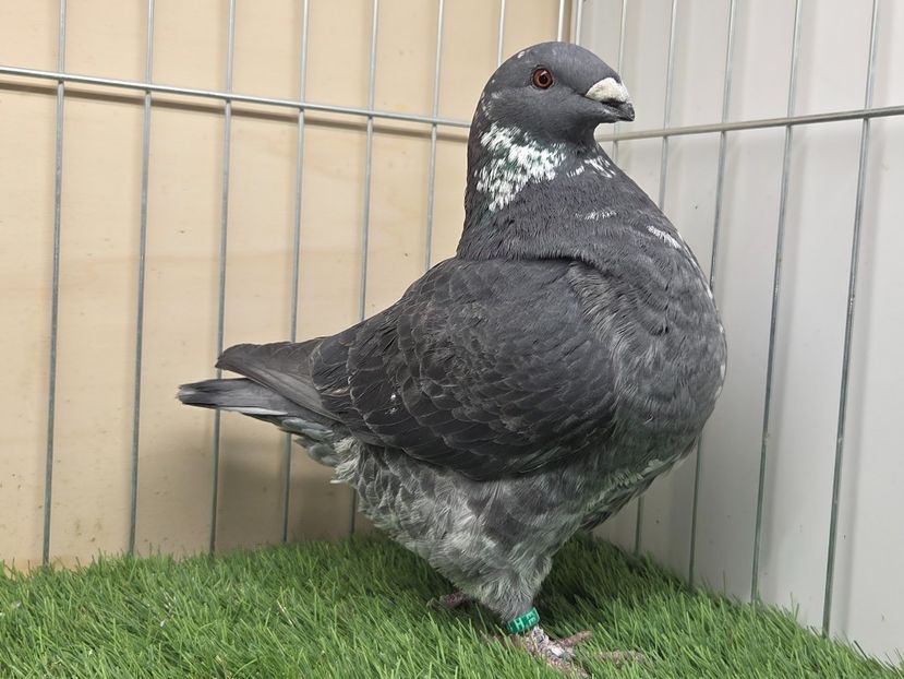 FEMELA 2025 - 27210 - MATCA FEMELE AGH 2026