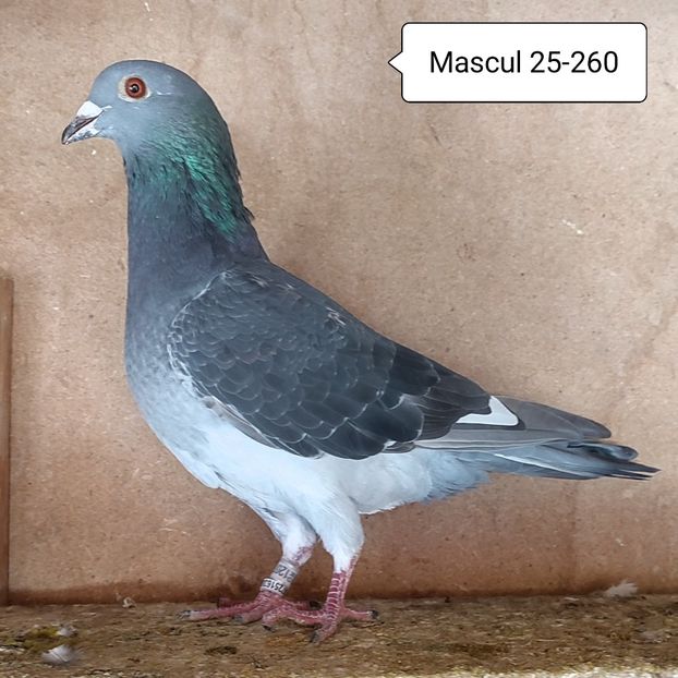 Mascul 25-260....-10 lei - Porumbei vanduti