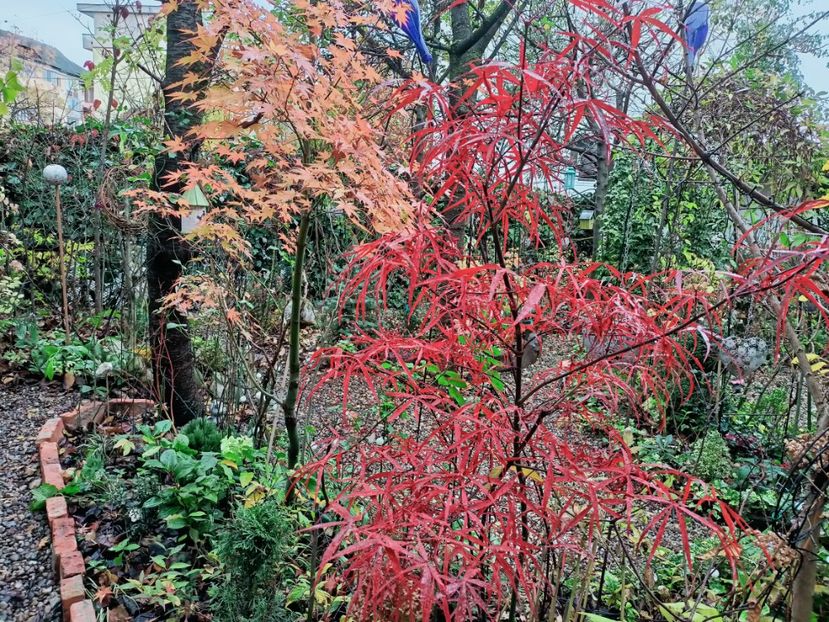 16.11.2025 - Grădina 2025 continuare 6