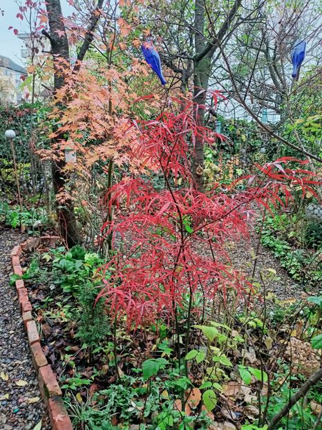 Asahi Zuru și Hubb's Red Willow - Grădina 2025 continuare 6