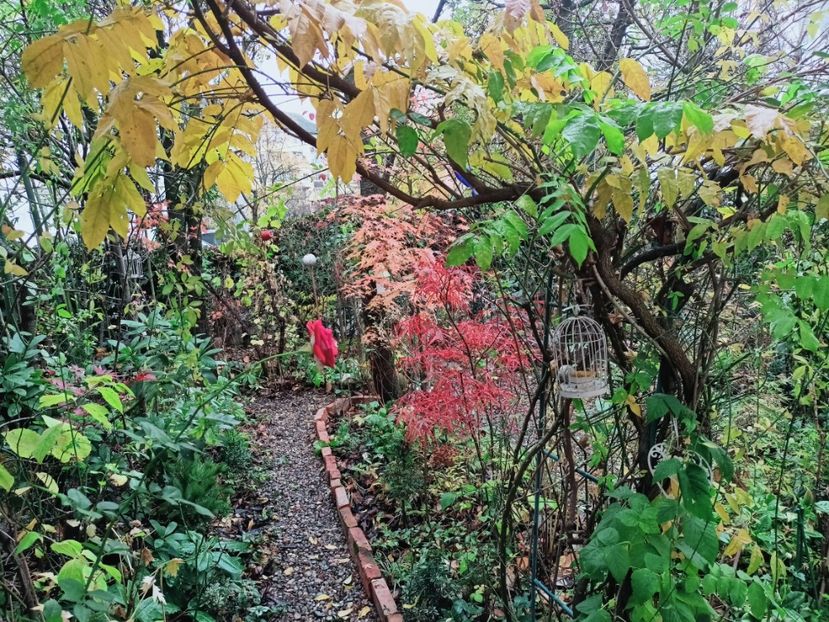  - Grădina 2025 continuare 6