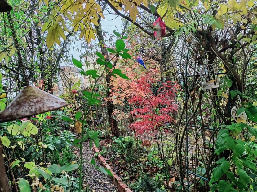  - Grădina 2025 continuare 6