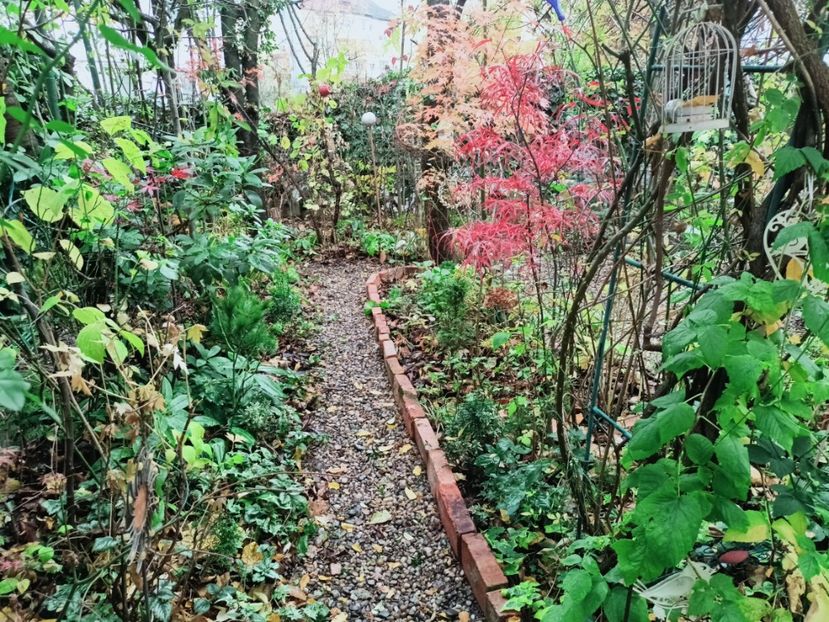  - Grădina 2025 continuare 6