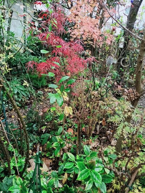  - Grădina 2025 continuare 6