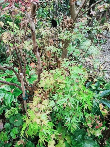 Wilsons Pink Dwarf - Grădina 2025 continuare 6