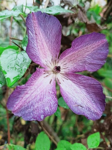 Venosa Violacea - Grădina 2025 continuare 6