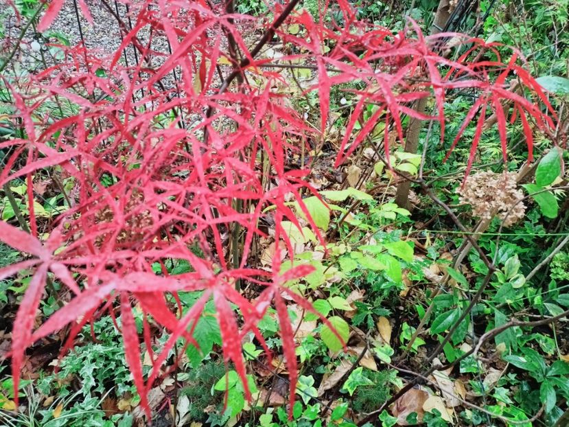 Hubb's Red Willow - Grădina 2025 continuare 6