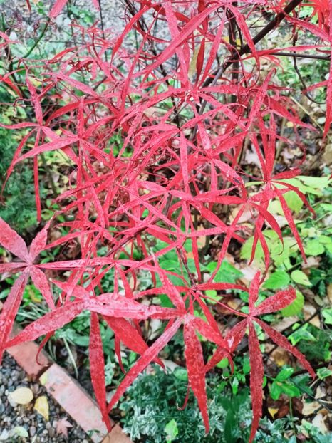  - Grădina 2025 continuare 6