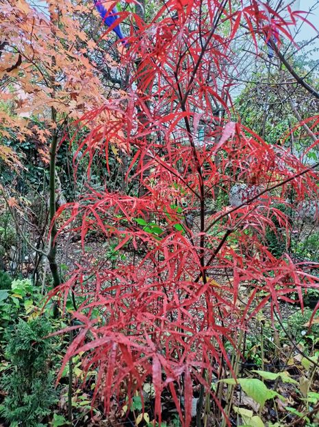  - Grădina 2025 continuare 6