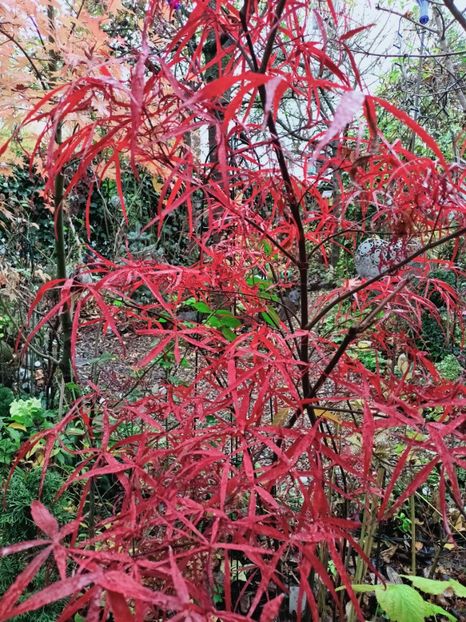  - Grădina 2025 continuare 6