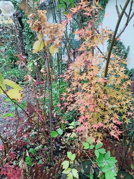 Ryusen - Grădina 2025 continuare 6