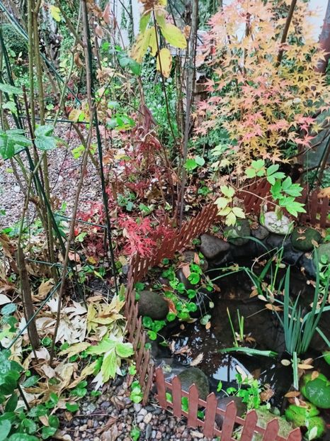  - Grădina 2025 continuare 6