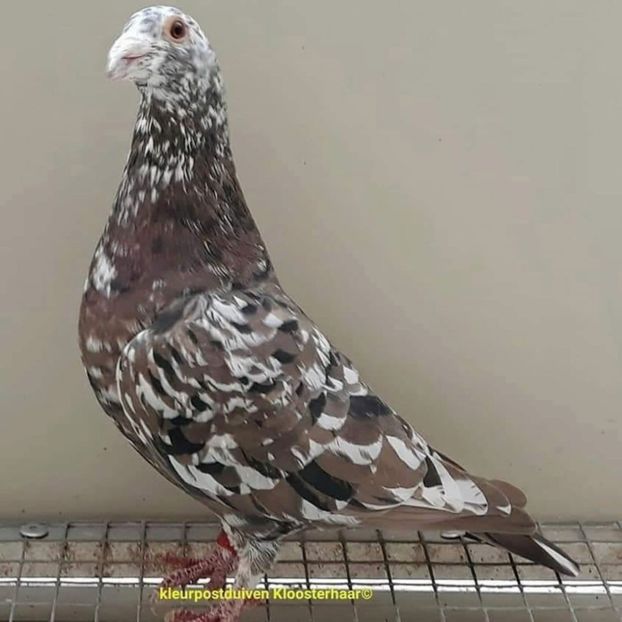  - Nu îmi aparțin 11