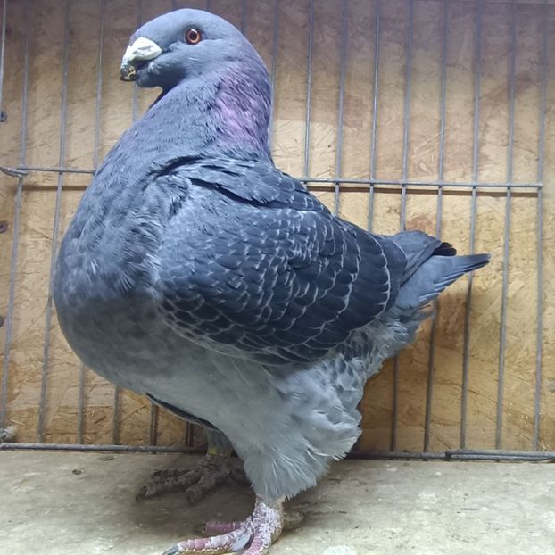 REZERVA F - AMERICAN GiANT HOMER MATCA