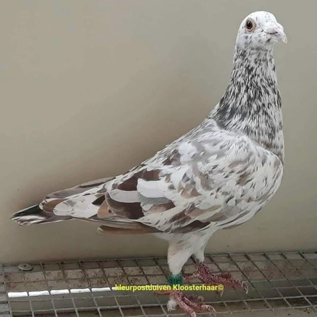  - Nu îmi aparțin 11