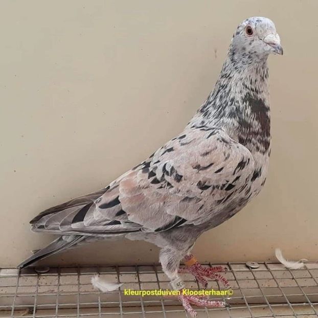  - Nu îmi aparțin 11