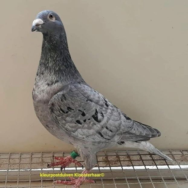  - Nu îmi aparțin 11