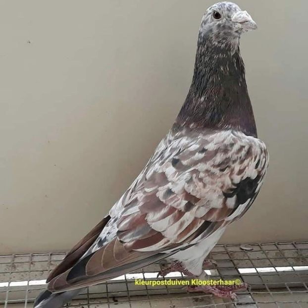  - Nu îmi aparțin 11