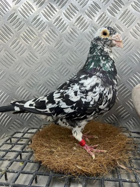  - Nu îmi aparțin 11