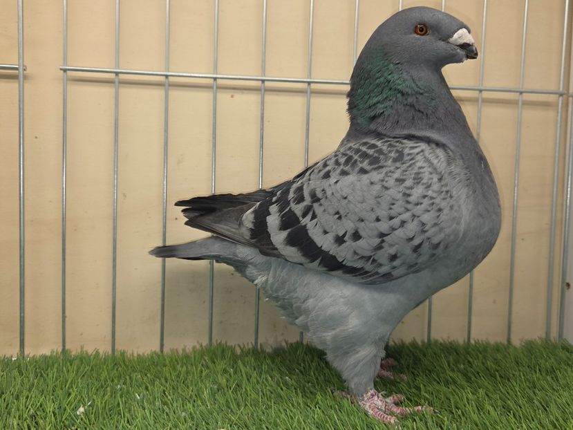 FEMELĂ 2023 - 1085 - MATCA FEMELE AGH 2026