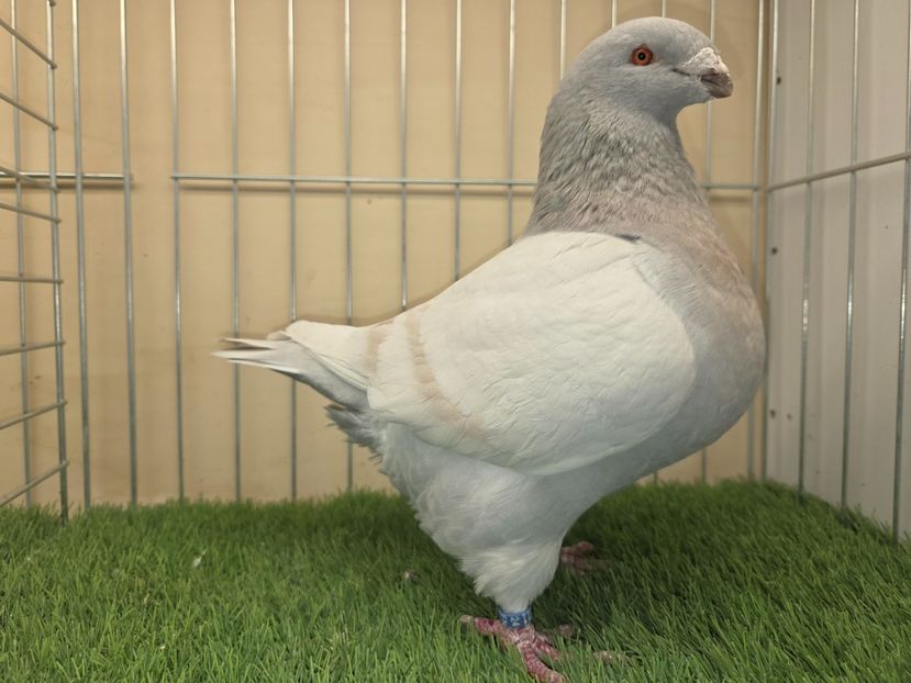 FEMELĂ 2024 - 5107 - MATCA FEMELE AGH 2026