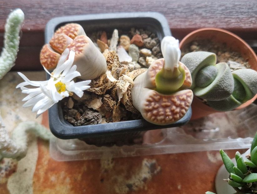  - Lithops 2022-2023-2024-2025