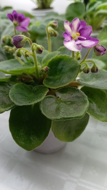  - LE-MINDALINOE PIRAJNOE