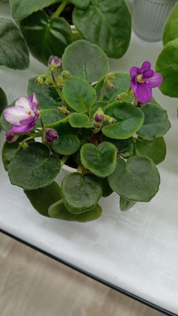  - LE-MINDALINOE PIRAJNOE