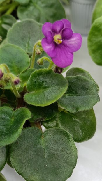  - LE-MINDALINOE PIRAJNOE