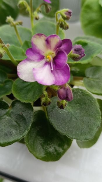  - LE-MINDALINOE PIRAJNOE