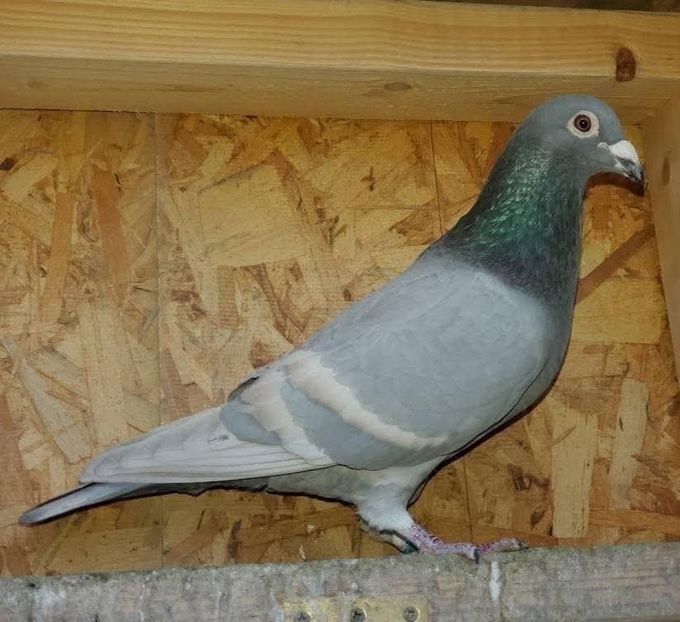  - Nu îmi aparțin 11