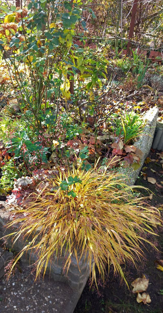  - 2025 - 03 - Toamna