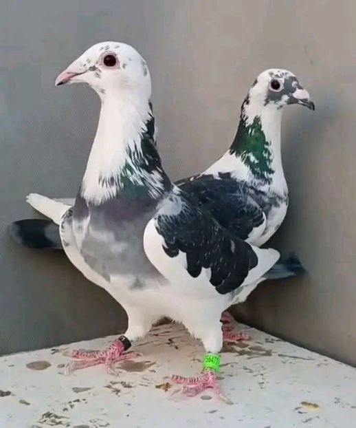  - Nu îmi aparțin 11