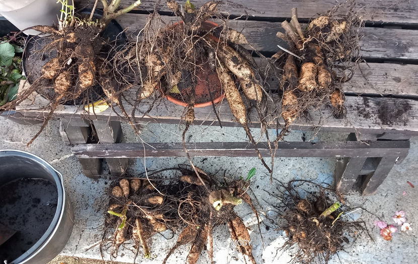 Final de sezon. - Dalii