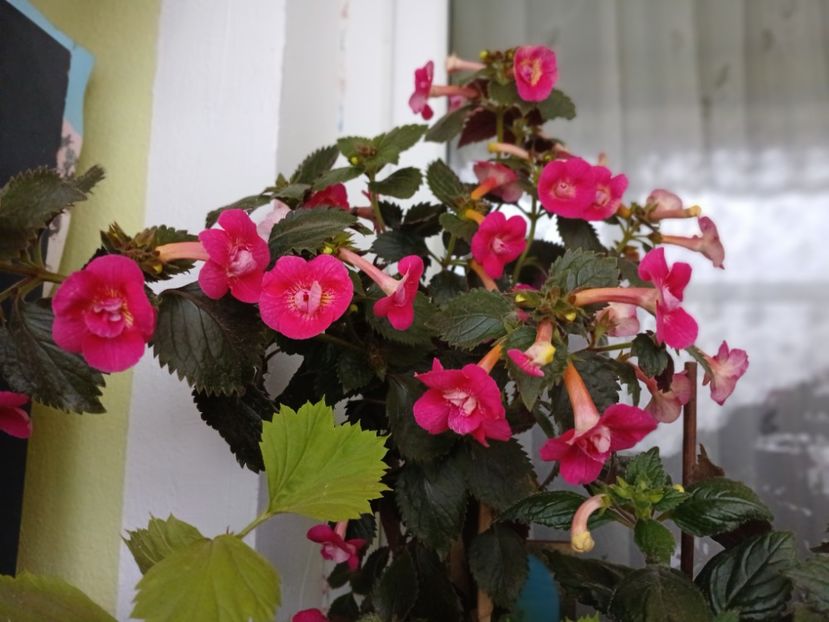  - Rfs Silvia Marinovici