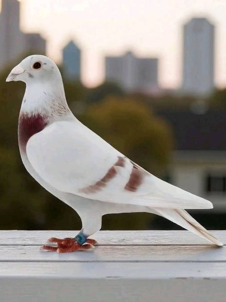  - Nu îmi aparțin 11